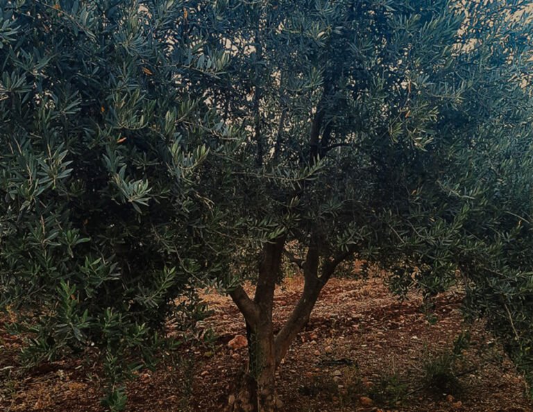 חניטה