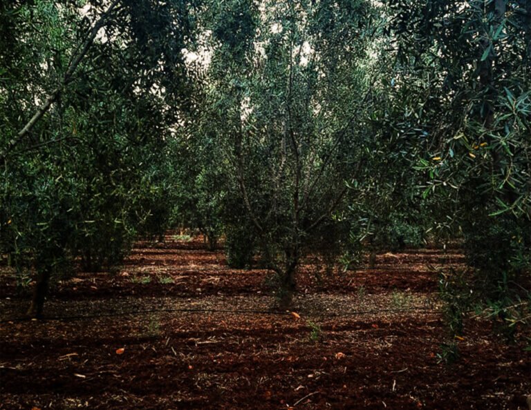 קיץ חם